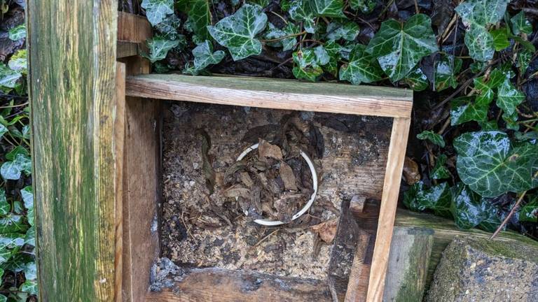 Food in a hedgehog house covered with leaves (photo: Eleonore Nelissen).