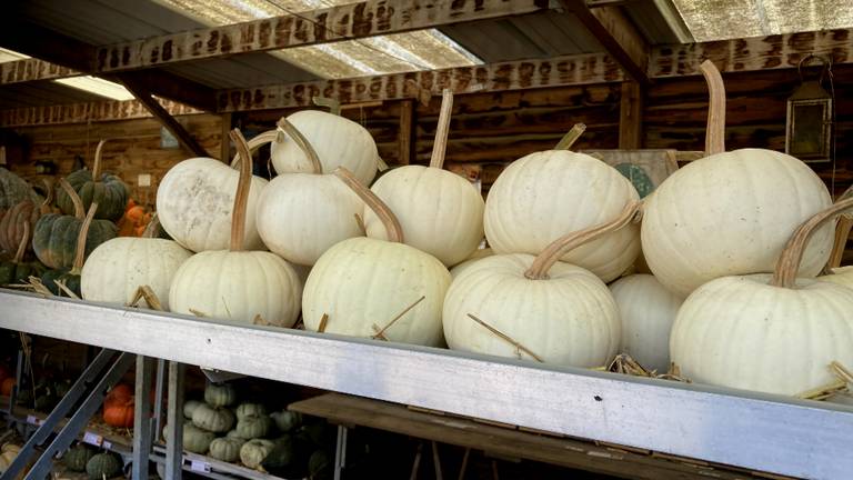 Witte Halloween pompoenen om te beschilderen (foto: Omroep Brabant)