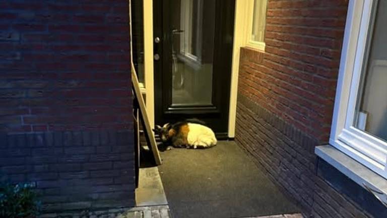 Het geitje lag rustig voor de deur te slapen (foto: Facebook Vlindervallei buurtpagina).