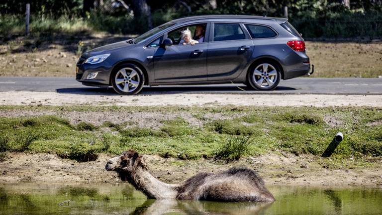 Het kind op schoot en vanuit de auto dieren kijken (foto: ANP).