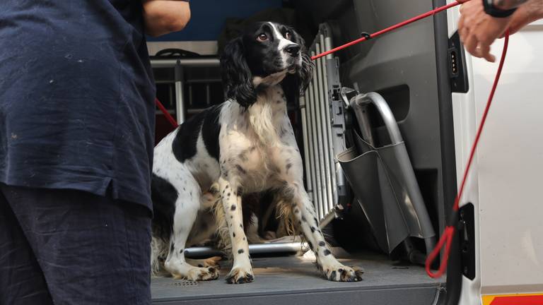 Een van de honden van de beruchte hondenfokker. (Archieffoto: Karin Kamp).