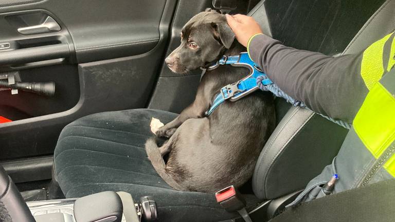 Het hondje is opgevangen (foto: Twitter Rijkswaterstaat).