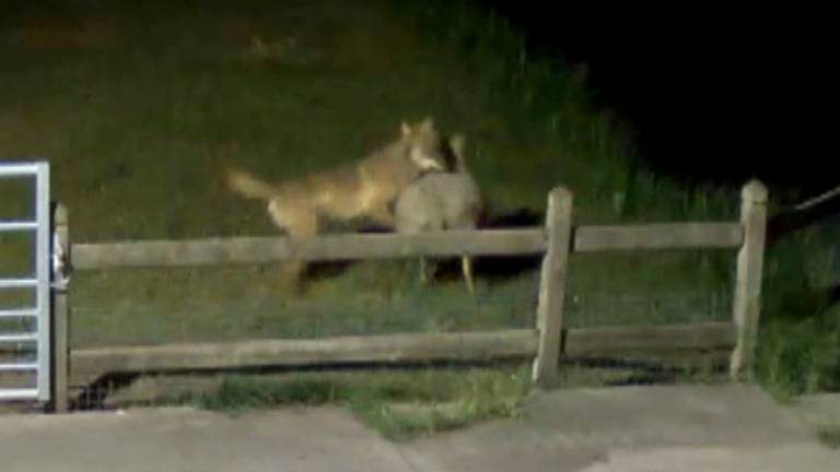 De wolf in de regio werd vastgelegd op camerabeelden. 