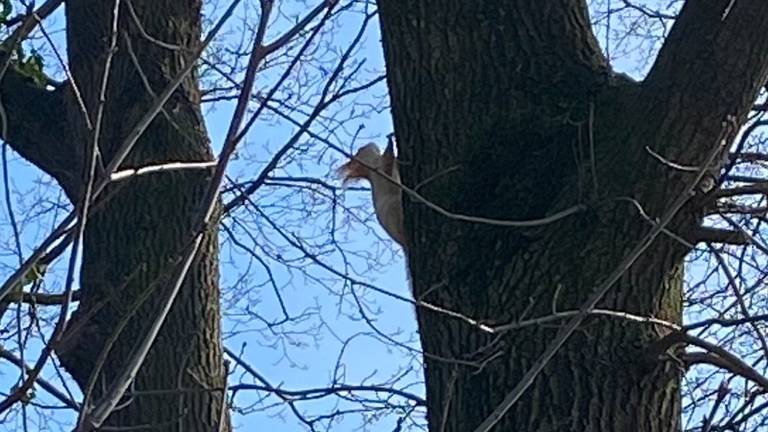 Een witte eekhoorn (foto: José van Mierlo).