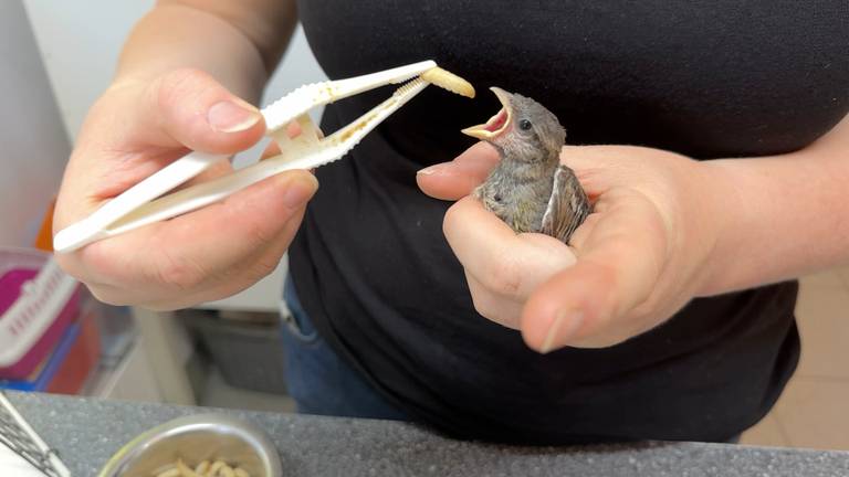 Mussen vallen écht van het dak en de vogelopvang heeft het er druk mee