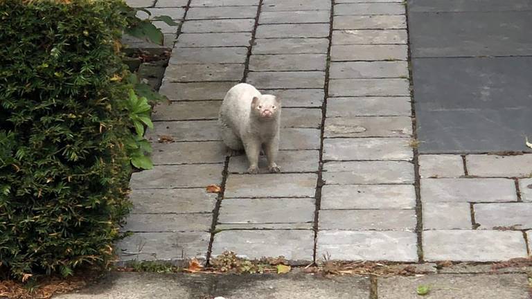 De nerts die werd gezien aan de Biesvelden. (foto: Soraya van de Crommert)