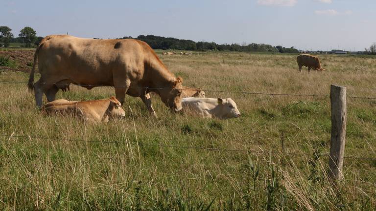 Veel Brabantse boeren zouden moeten overschakelen op extensieve veehouderij. 