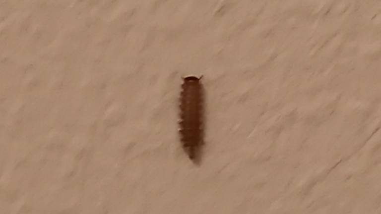 Een penseeltje op de muur bij het toilet(foto W. Buys).