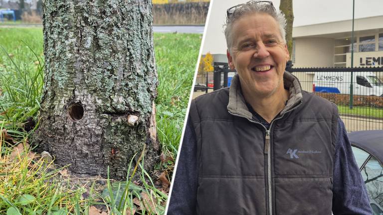 Een vergiftigde boom met een gat onderaan de stam en Richard Kuylaars (foto's: Collin Beijk).