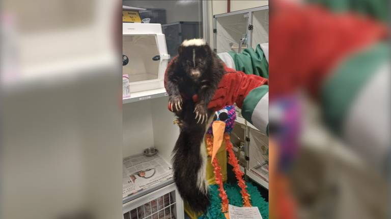 Het stinkdier lag gewond langs de kant van de weg (foto: Dierenambulance Den Bosch).