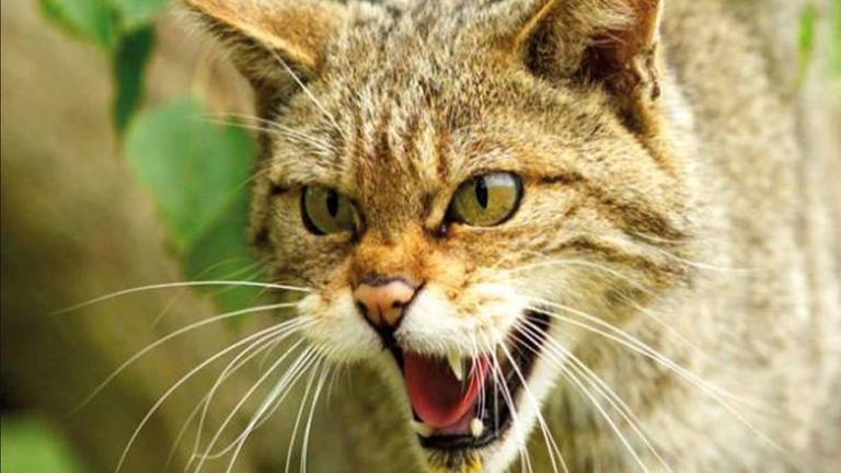 Een wilde kat is iets groter dan een huiskast en valt niet op in de natuur.