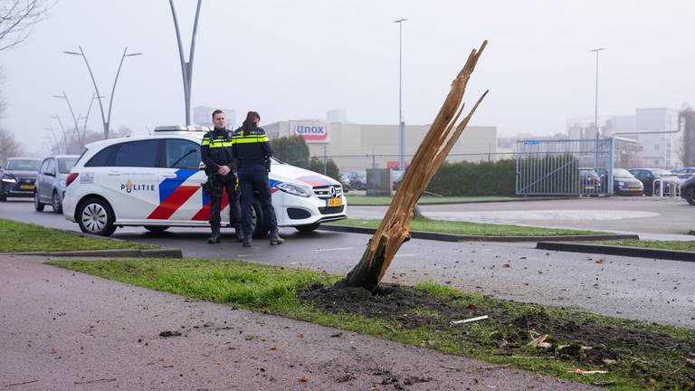 De boom langs de Gasstraat in Oss brak finaal af (foto: Gabor Heeres/SQ Vision).