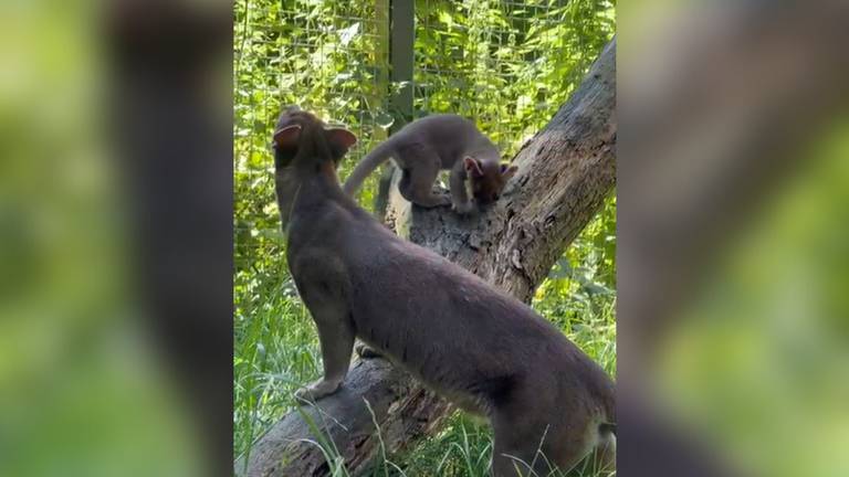 De Fossa geniet samen met zijn moeder van de zon (foto: BestZOO).