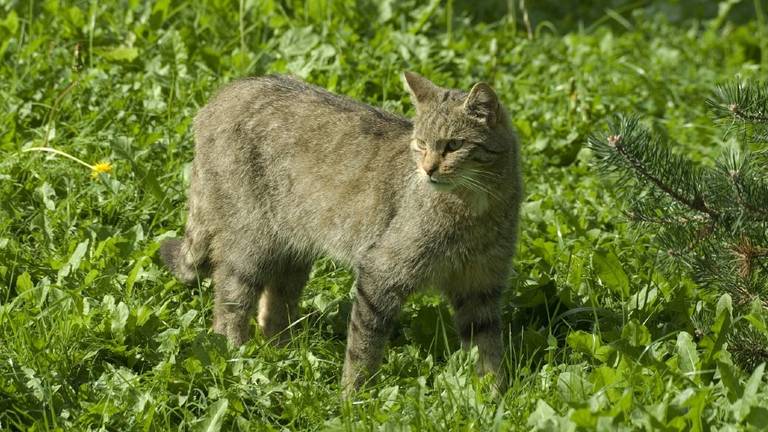 Wilde kat (foto: Jan van der Straaten).