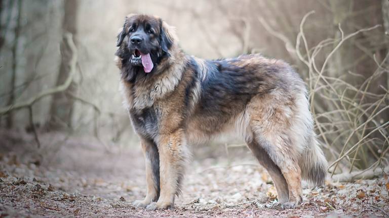 Een Leonberger van Angelique Kox, niet de opgezette hond (foto: Kanina en Arslan Dag).