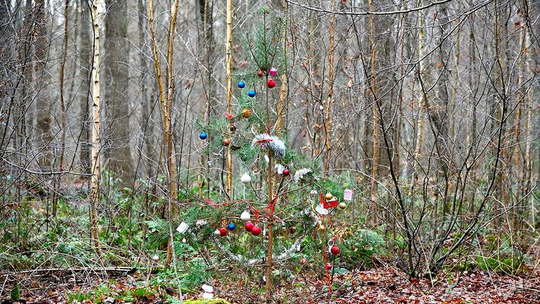 De kerstboom in het bos bij Ulvenhout (Foto: Erald van der Aa). 