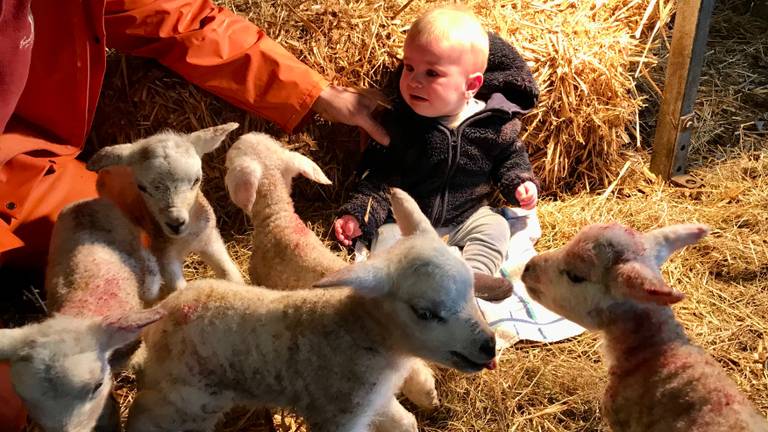 De zes maanden oude Sam bij de vijf kersverse lammetjes (foto: Wil en Ellis van Gog).