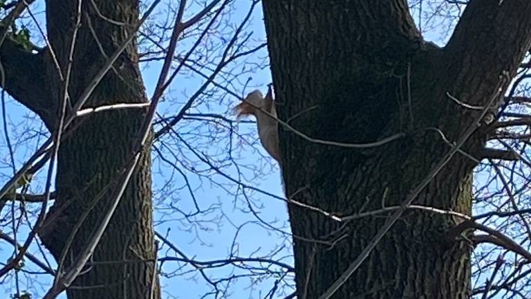 Een witte eekhoorn (foto: José van Mierlo).