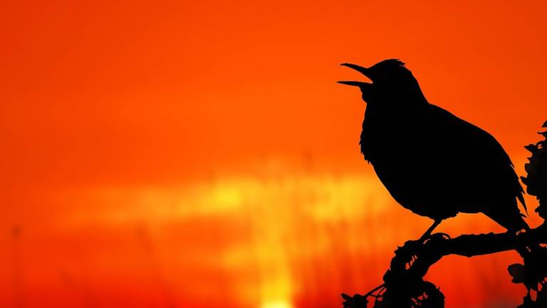 Een zingende merel (foto: Pixabay).