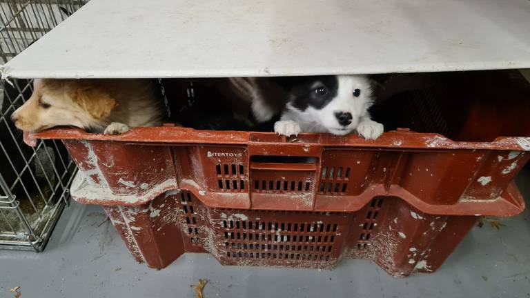 Enkele puppy's bij de handelaar (foto: politie Veldhoven-Waalre).