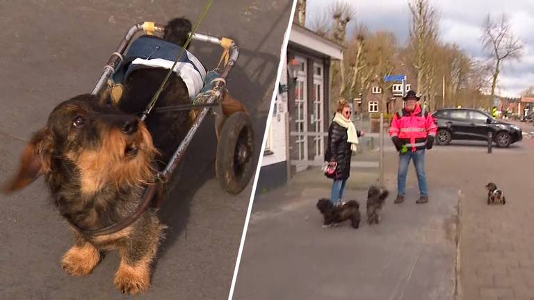 Hondje Hummer heeft een dwarslaesie maar kan met wieltjes toch naar buiten
