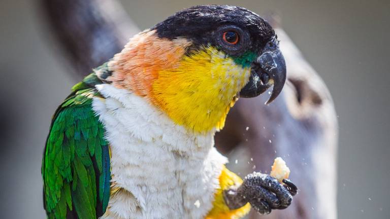 Een Caique in goede gezondheid (Foto: Pexels Jan Antonio) 