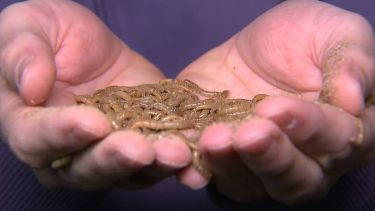 De markt voor meelwormen is niet rendabel meer stelt Mensinck (foto: YouTube / Jeugdjournaal).