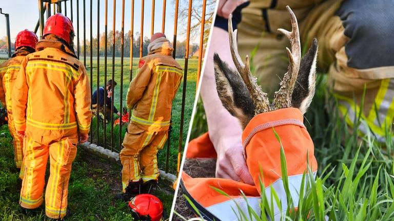 Ree loopt zich klem in een hek en wordt bevrijd met betonschaar 