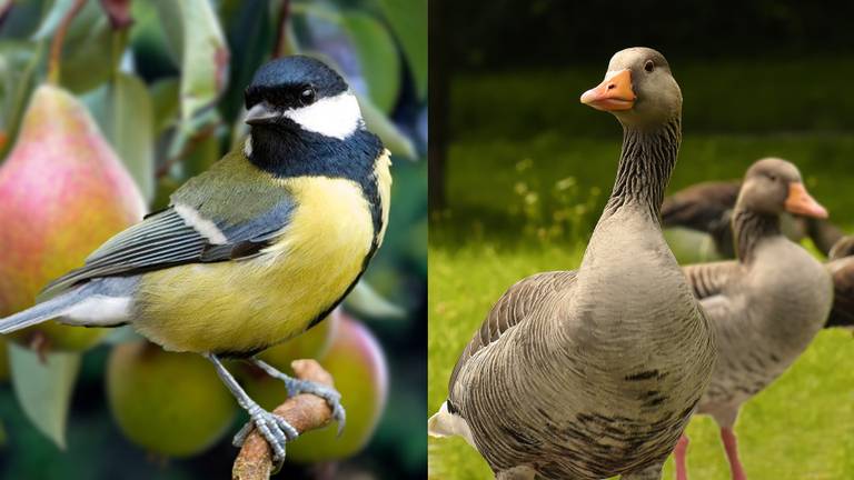 De gans en de mees richten de grootste schade aan, aan Brabantse gewassen. (foto: Omroep Brabant) 