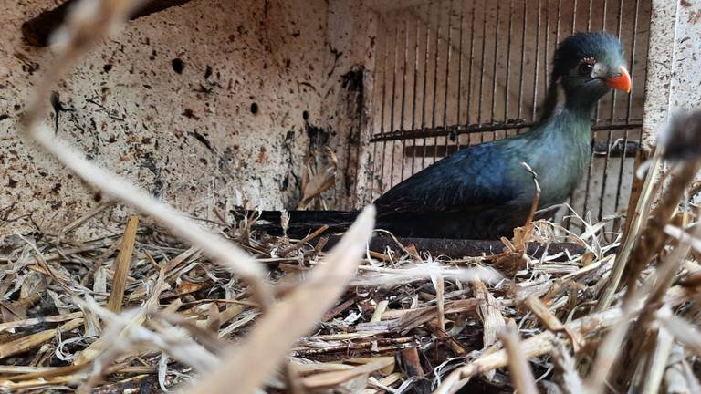 Ook deze vogel zat in een smerig kooitje (foto: landelijke Inspectiedienst Dierenbescherming) 
