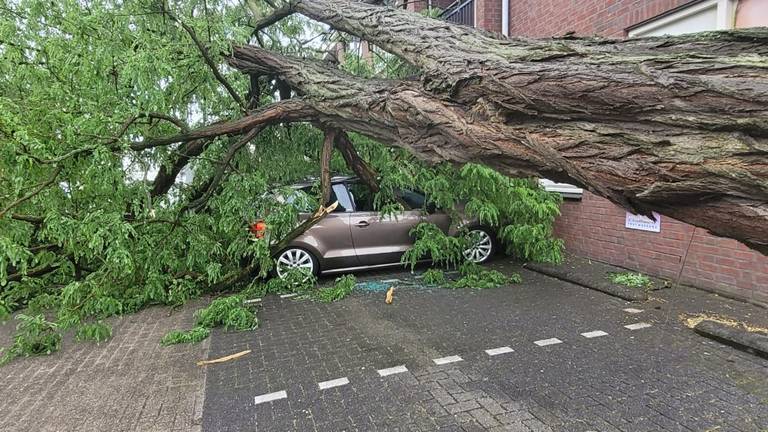 Omgewaaide boom in Best (foto: Omroep Brabant)