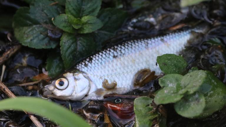 Honderden vissen dood door Belgisch rioolwater: 'Een kleine natuurramp'