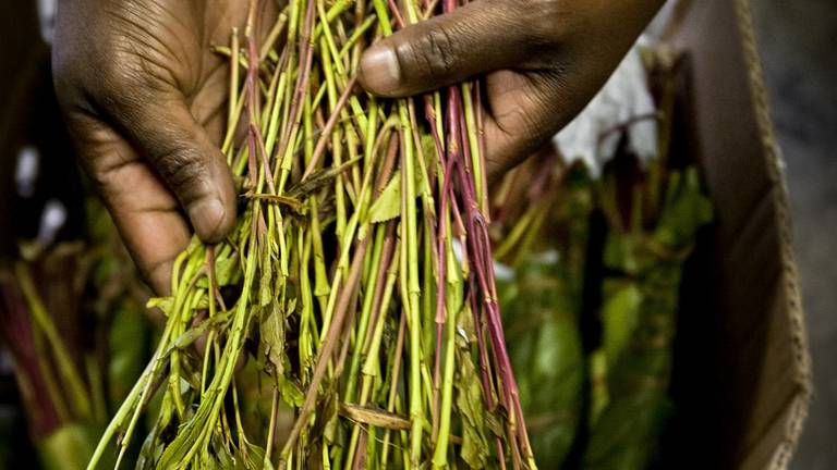 De licht stimulerende drug qat (foto: ANP/Koen van Weel).
