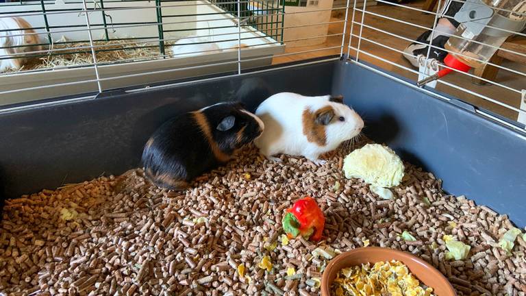 Opgevangen cavia's die afgelopen weekend zijn gedumpt (foto: Gabor Heeres).