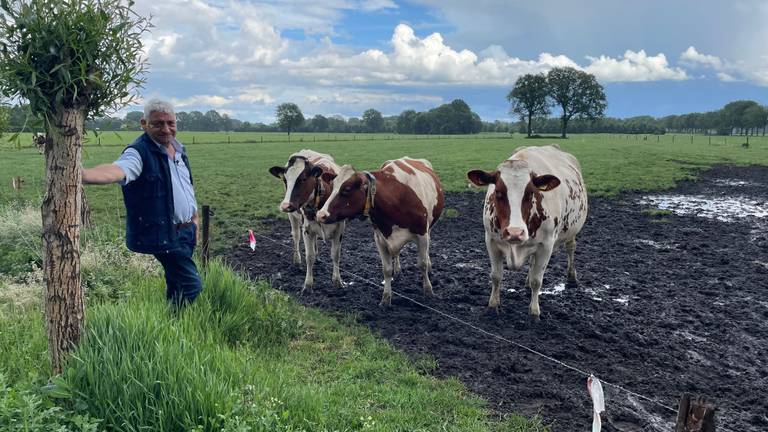 Boer Hans bij zijn koeien (foto: Omroep Brabant)