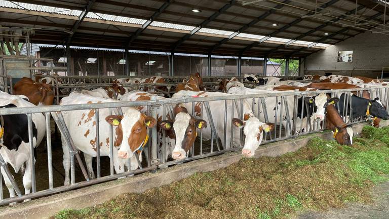 De koeien op stal. (foto: Omroep Brabant)