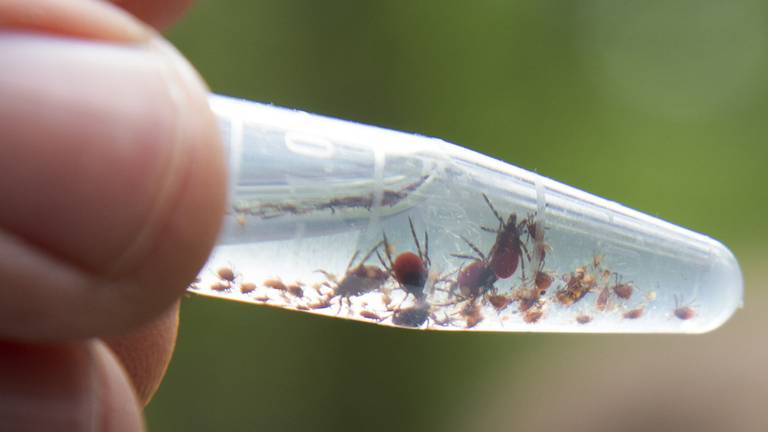 Teken van verschillende grootte (foto: ANP)