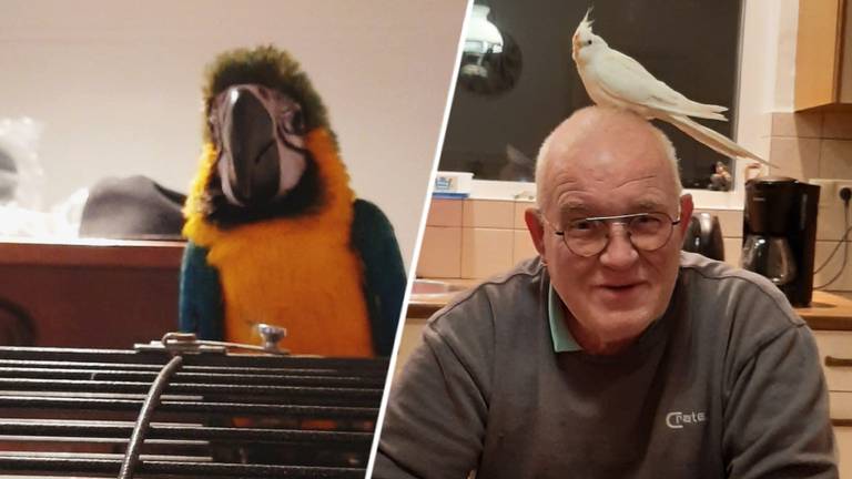 Jo (67) is na 7 maanden eindelijk weer herenigd met zijn papegaai Kim