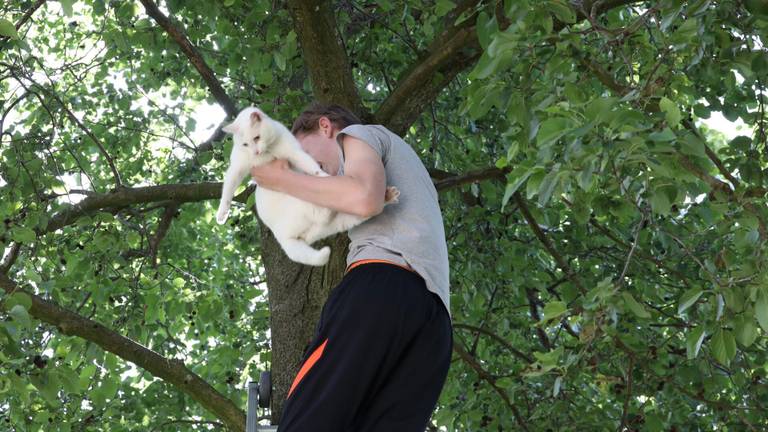 Uiteindelijk lukte het een van de baasjes de kat uit de boom te halen (foto: Sander van Gils/SQ Vision).