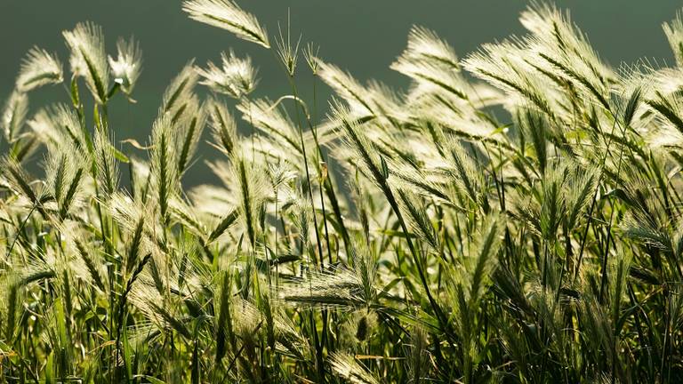 Grasaren in een veld (foto: ANP).