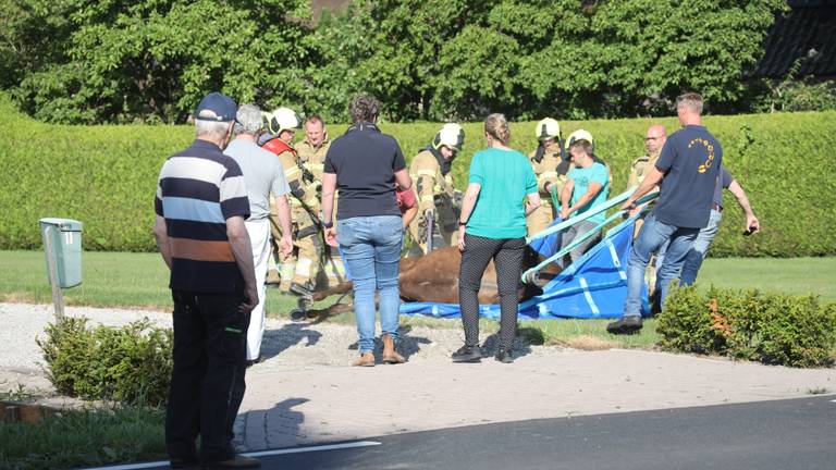 Paard valt uit trailer na botsing (foto: Marco van den Broek - SQ Vision). 