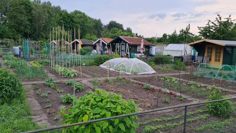 Volkstuinvereniging Delta in Helmond (Foto: Omroep Brabant)