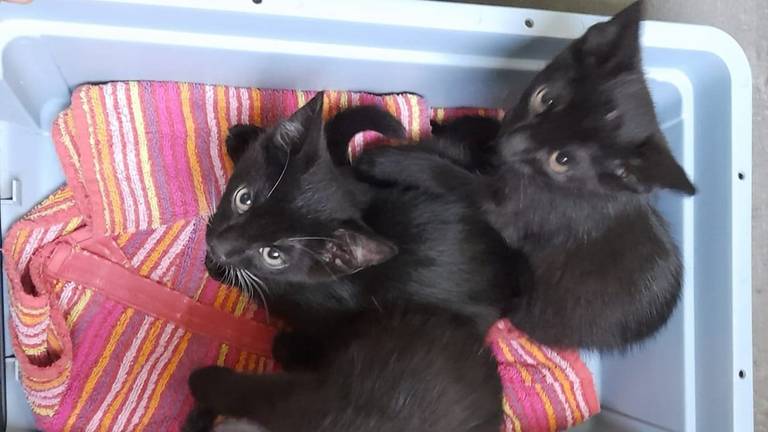 De 3 kittens, die nu 2,5 kitten lijken (Foto: Dierenambulance Maasland).