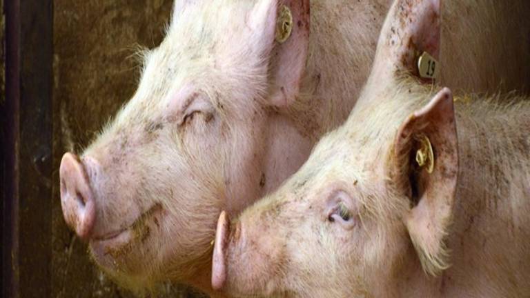 Er gloort een eind aan een varkenshouderij bij De Kampina (foto: gemeente Oirschot).