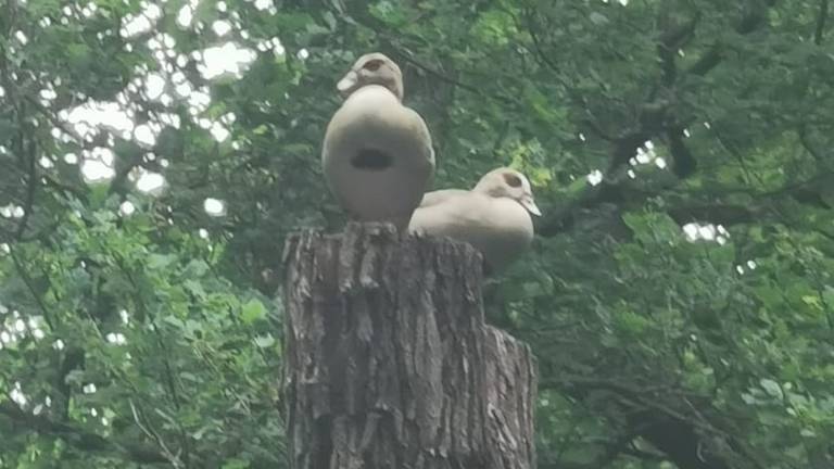 Twee nijlganzen hoog in de boom. Is wel normaal, want eendganzen en eenden nestelden vroeger in bomen. Het liefst hoog in de boom, foto Ria Doorn-Martens