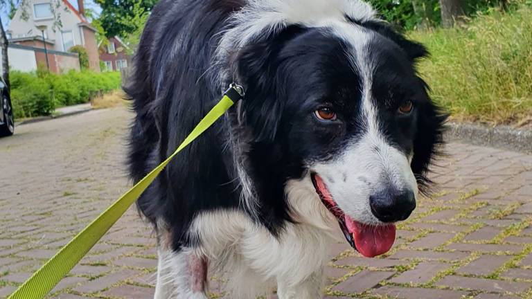 De hond was even na de wandeling nog altijd van slag (foto: Maaike Meeuwis).