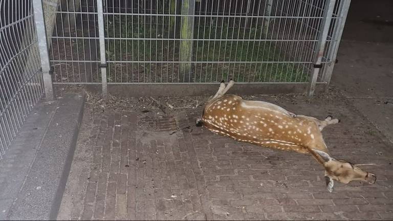 De dierenarts heeft het hertje laten inslapen. Foto: Instagram Dierenparken Helmond.