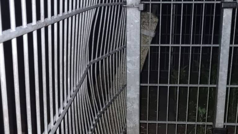 In paniek ramde het hertje tegen het hek dat nu gedeukt is. Foto: Dierenparken Helmond.