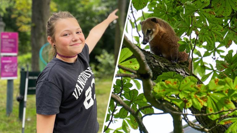Nina-Marie ontdekte de neusbeer in de boom: 'We moesten wel even googelen' 