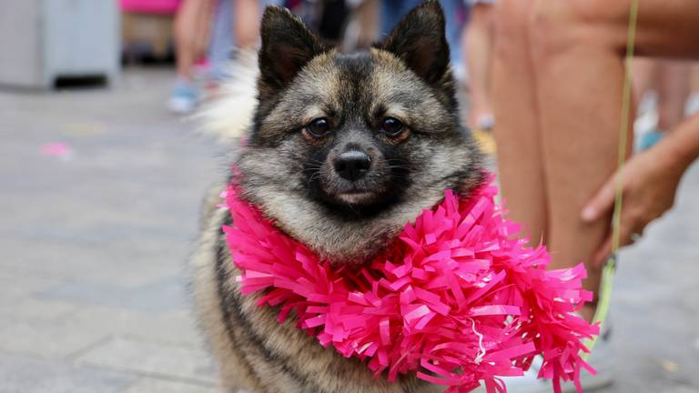 'Pomchi' mocht ook mee met het baasje. 